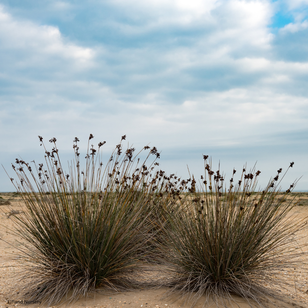 Chondropetalum tectorum (Elegia tectorum, Cape Rush) - 1000 Seeds - Bulk