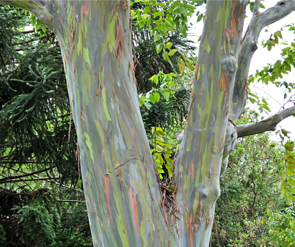 Eucalyptus deglupta (Rainbow Eucalyptus) - 1,000 Seeds - Bulk