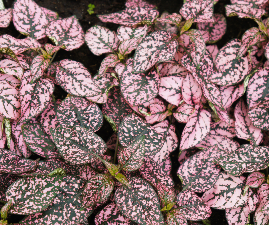 Hypoestes phyllostachya ‘Pink Splash’ (Polka Dot Plant) - 1000 Seeds