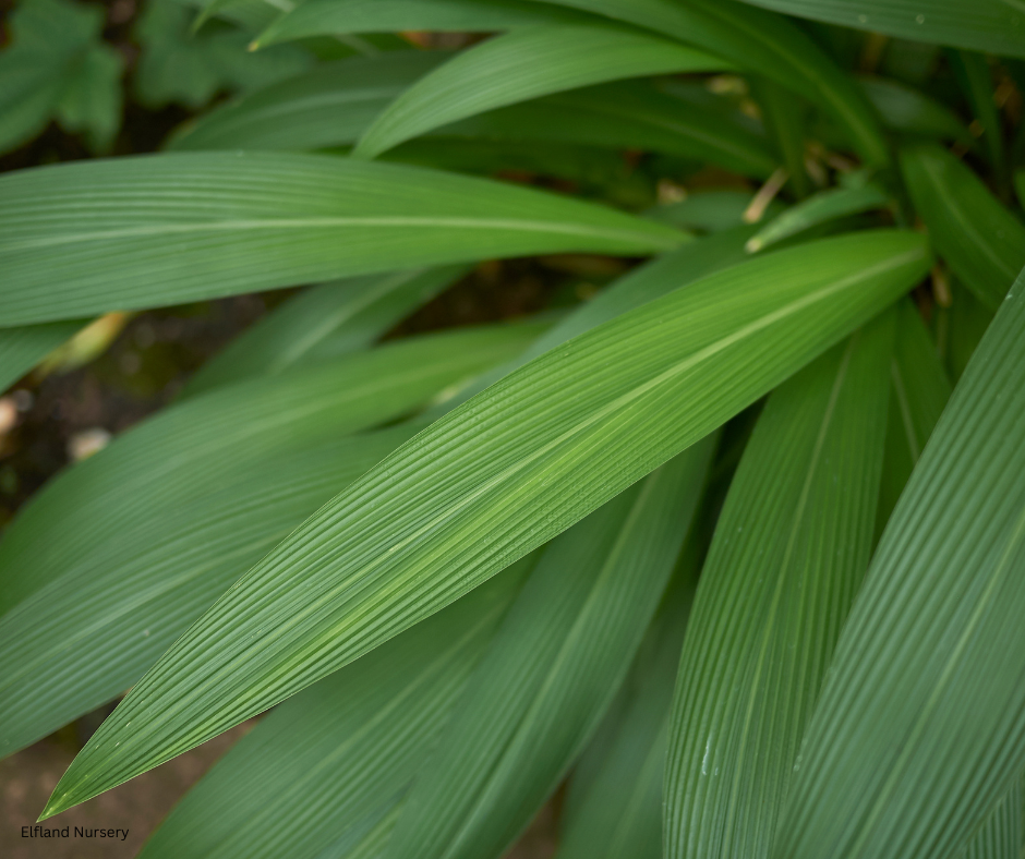 Setaria palmifolia (Palm Grass, Highland Pitpit) - 1000 Seeds - Bulk