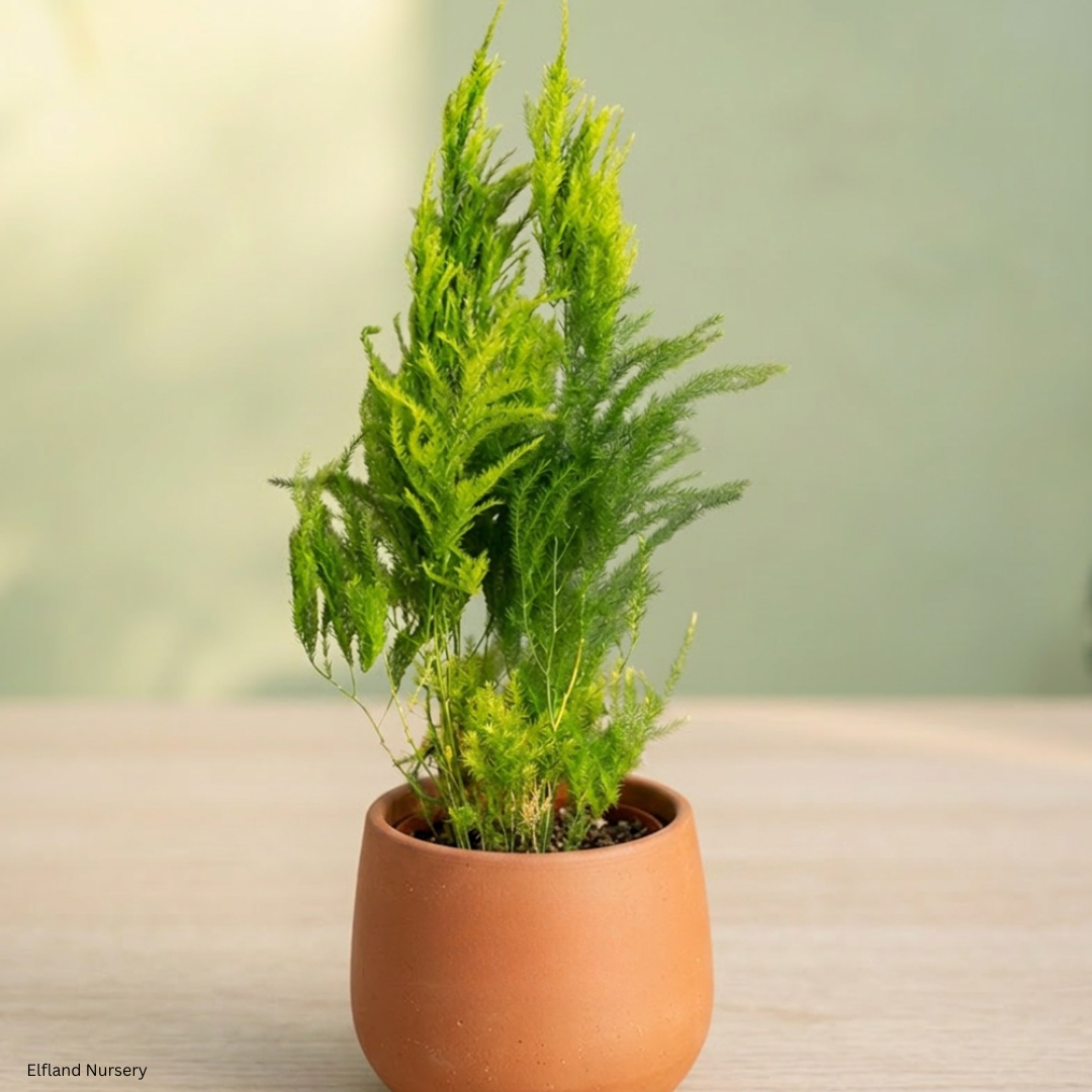 Asparagus pyramidalis (Pyramid Asparagus Fern) - 1000 Seeds - Bulk