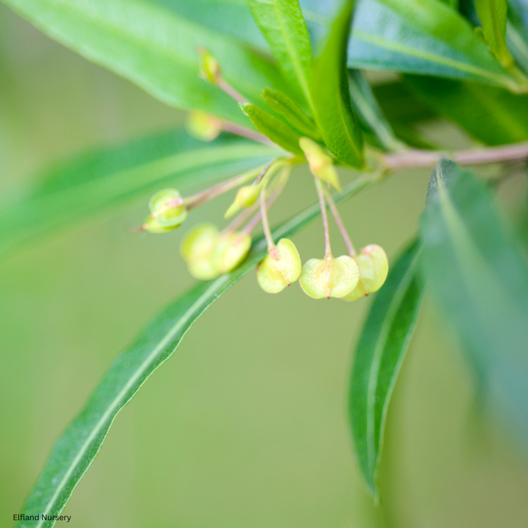 Dodonaea viscosa 'Green' (Green Hopseed Bush) - 1000 Seeds - Bulk