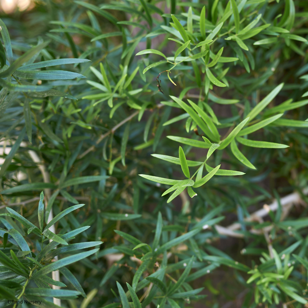 Asparagus falcatus (Sicklethorn Asparagus Fern) - 1000 Seeds - Bulk