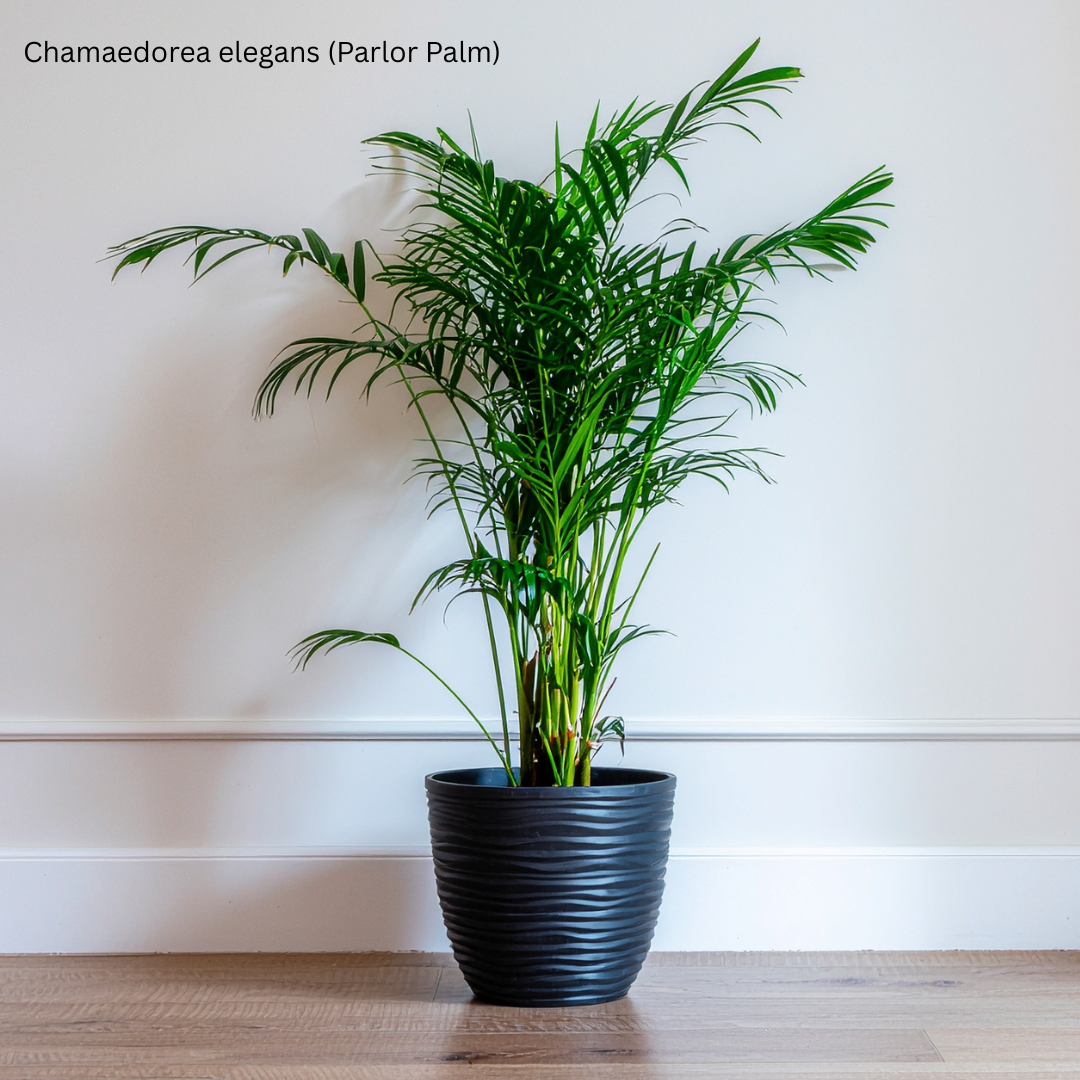 Chamaedorea elegans (Neanthe Bella, Parlor, Dwarf Palm) - 1,000 Seeds - Bulk