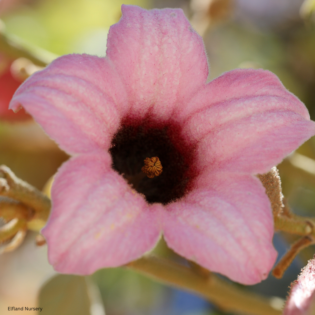 Brachychiton discolor (Pink Flame Tree) - 1000 Seeds - Bulk