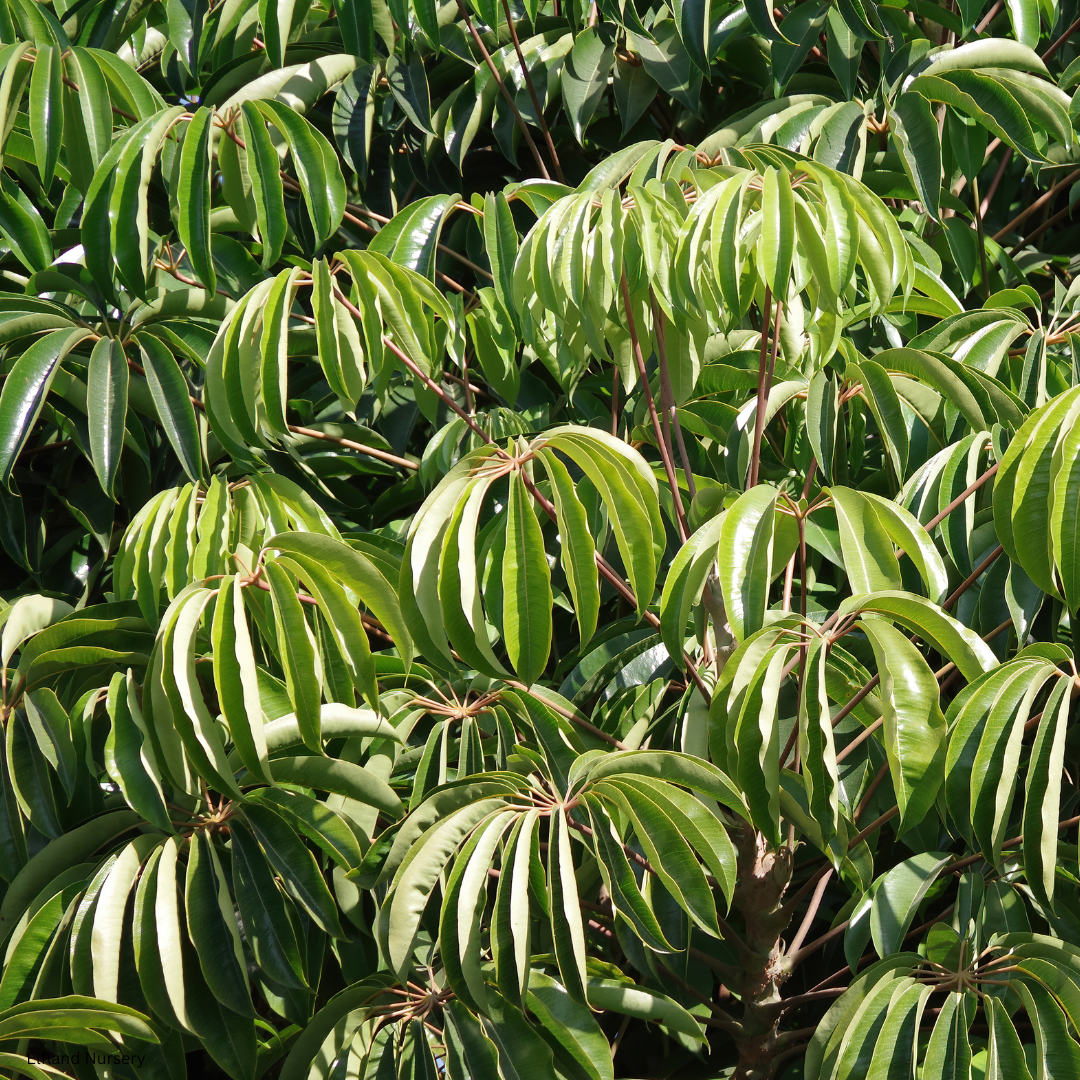Tupidanthus calyptratus (Schefflera pueckleri, Finger Leaf Umbrella Tree ) - 1000 Seeds - Bulk
