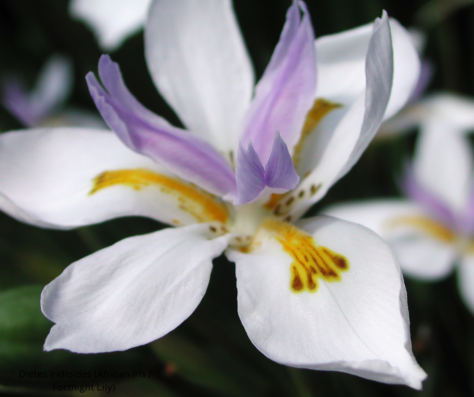 Dietes iridioides (African Iris / Fortnight Lily) - 1,000 Seeds - Bulk