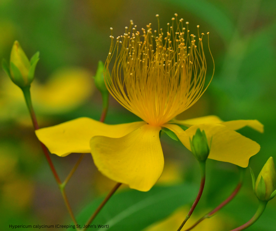 Hypericum calycinum (Creeping St. John’s Wort) - 1,000 Seeds - Bulk