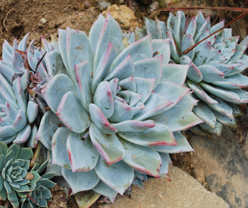 Dudleya brittonii (Giant Chalk Dudleya) - 1000 Seeds - Bulk