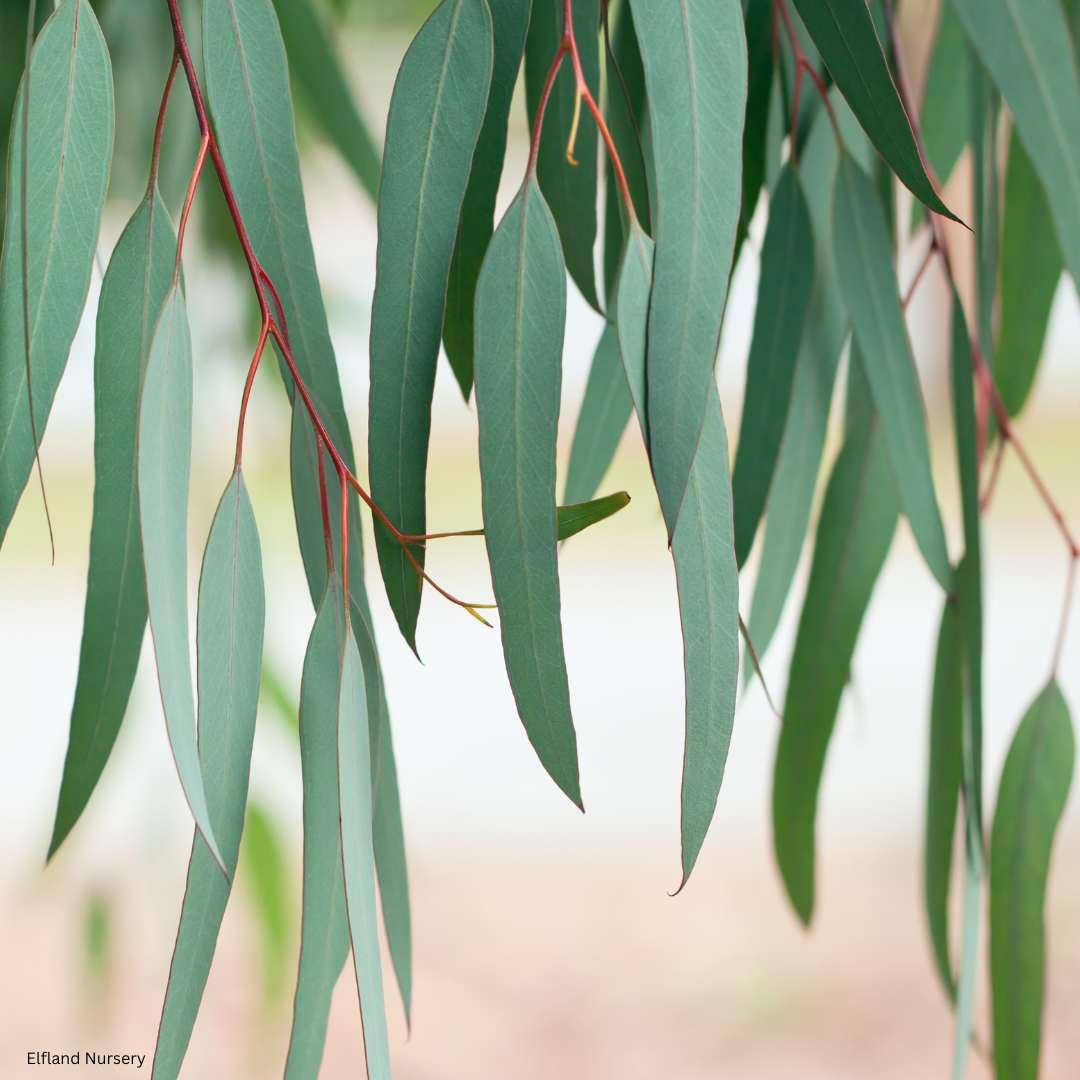Eucalyptus nicholii (Narrow-Leaved Black Peppermint) - 1000 Seeds - Bulk