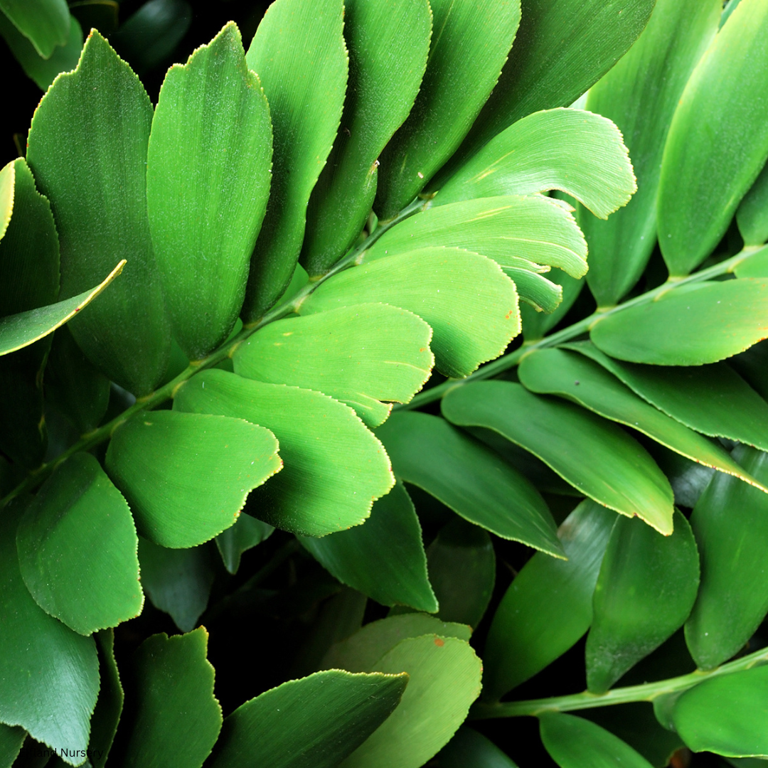 Zamia furfuracea (Cardboard Palm, Cardboard Cycad) - 1000 Seeds - Bulk