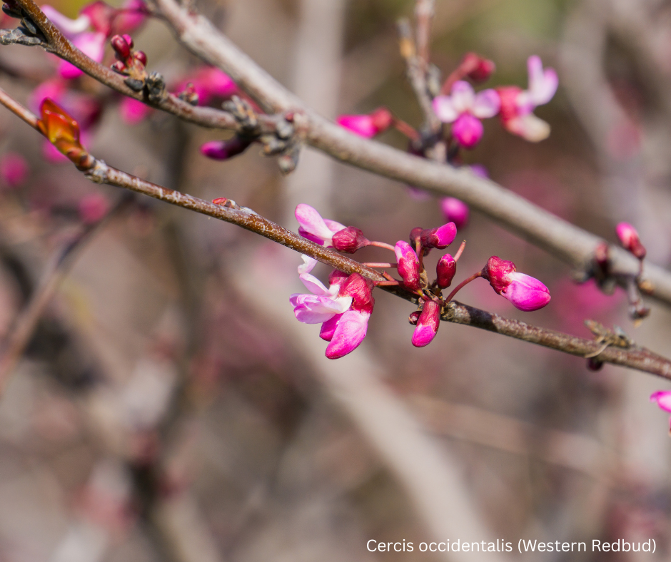 Cercis occidentalis (Western Redbud) - 1,000 Seeds - Bulk