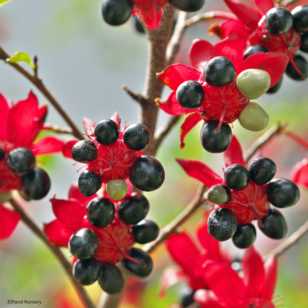 Ochna serrulata (Mickey Mouse Plant) - 100 Seeds - Bulk