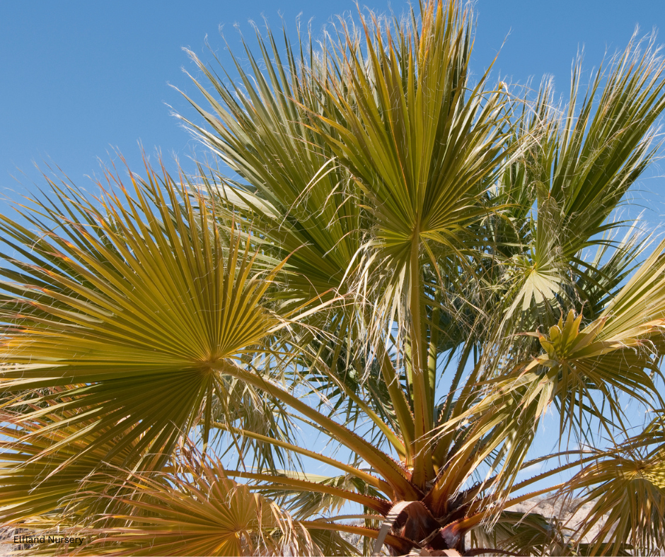 Washingtonia filifera (California Fan Palm) - 1,000 Seeds - Bulk