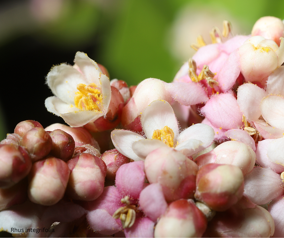 Rhus integrifolia (Lemonade Berry) - 1,000 Seeds - Bulk