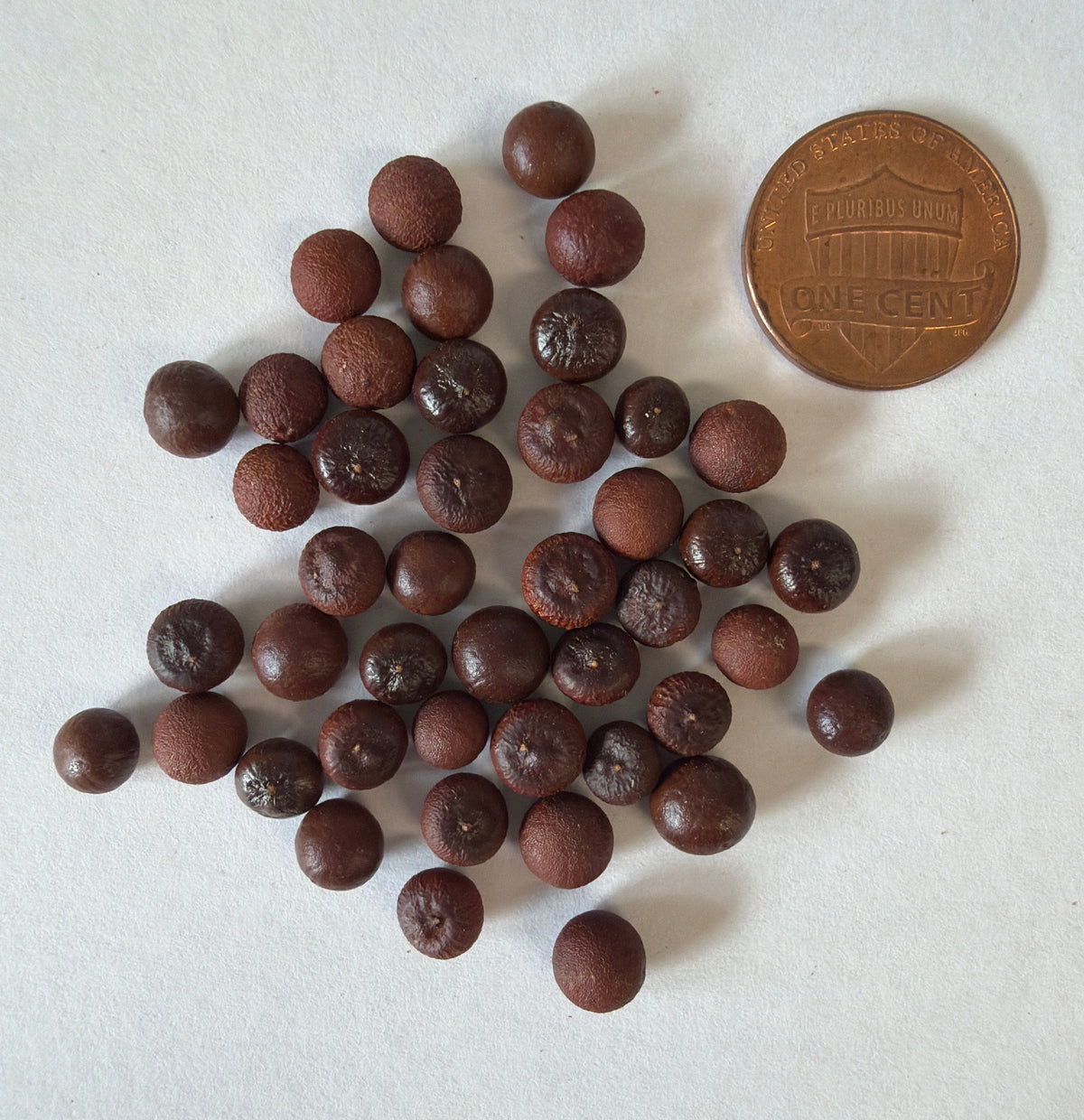 Sabal domingensis (Dominican Palmetto) - 1000 Seeds - Bulk
