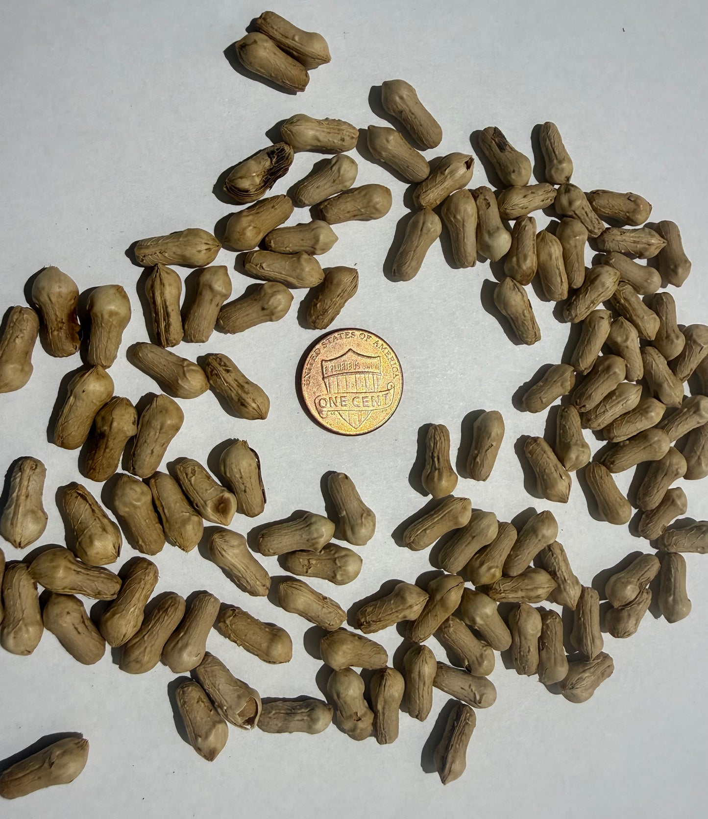 Kentiopsis pyriformis (Chambeyronia pyriformis) - 100 Seeds - Bulk