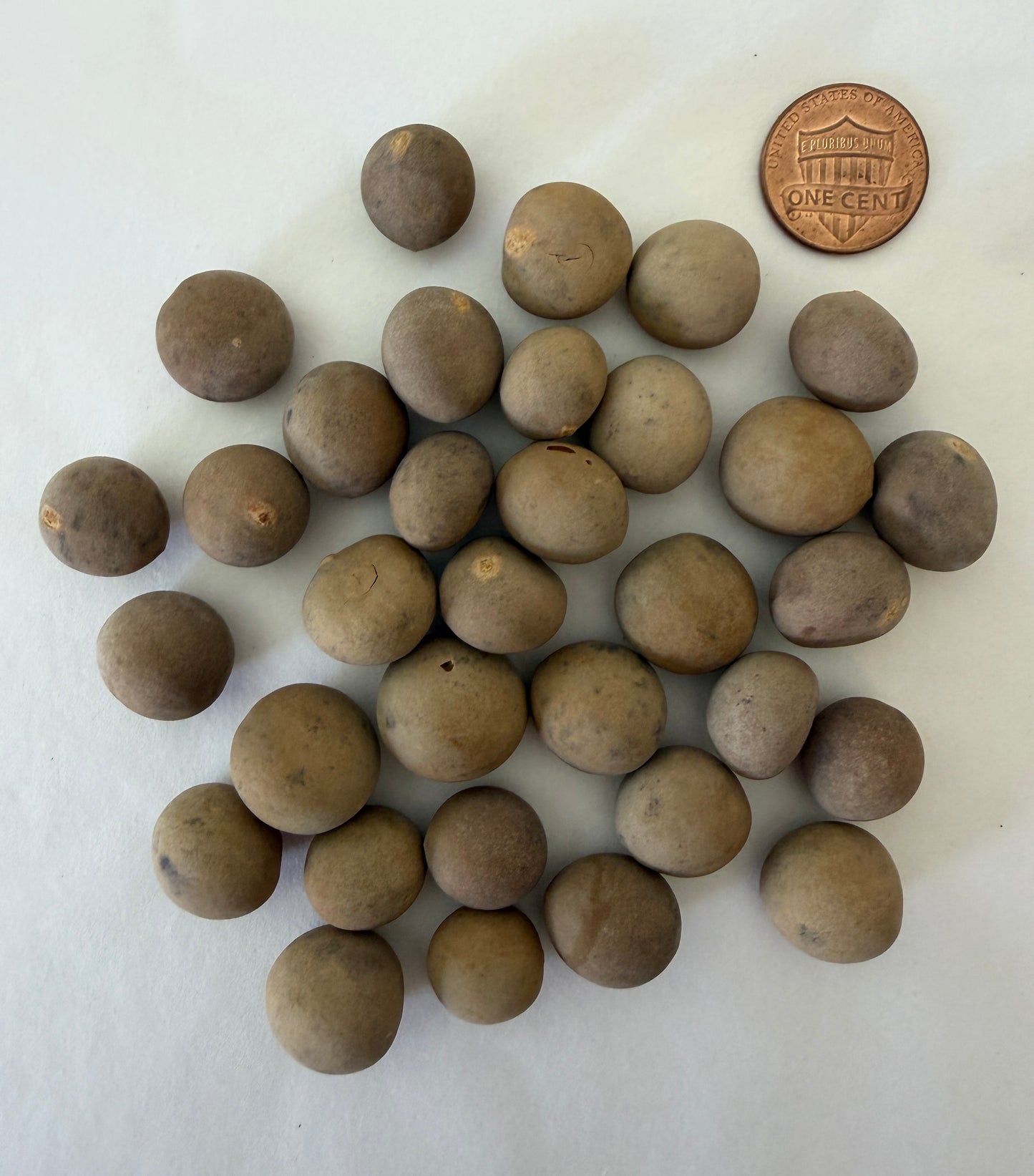 Brahea armata (Mexican Blue Palm, Blue Hesper Palm) - 1000 Seeds - Bulk