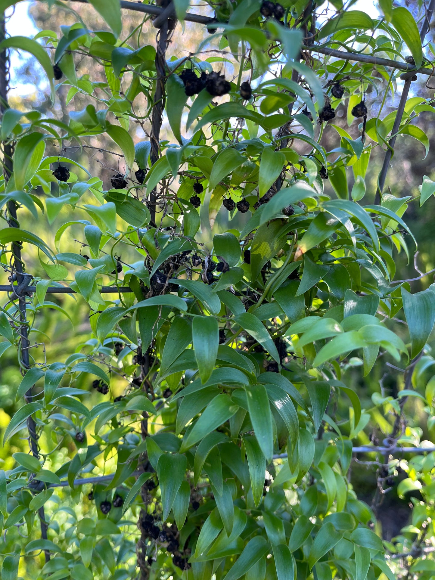 Asparagus asparagoides (Smilax / Bridal Creeper) - 1,000 Seeds - Bulk