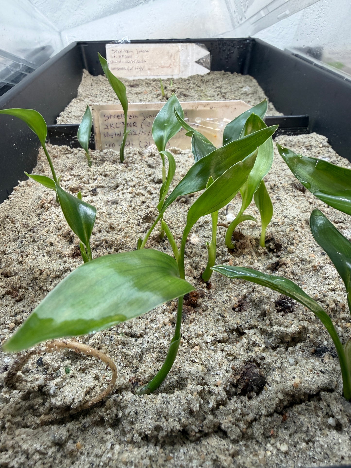 Strelitzia juncea (Leafless Bird of Paradise) Seeds - Bulk