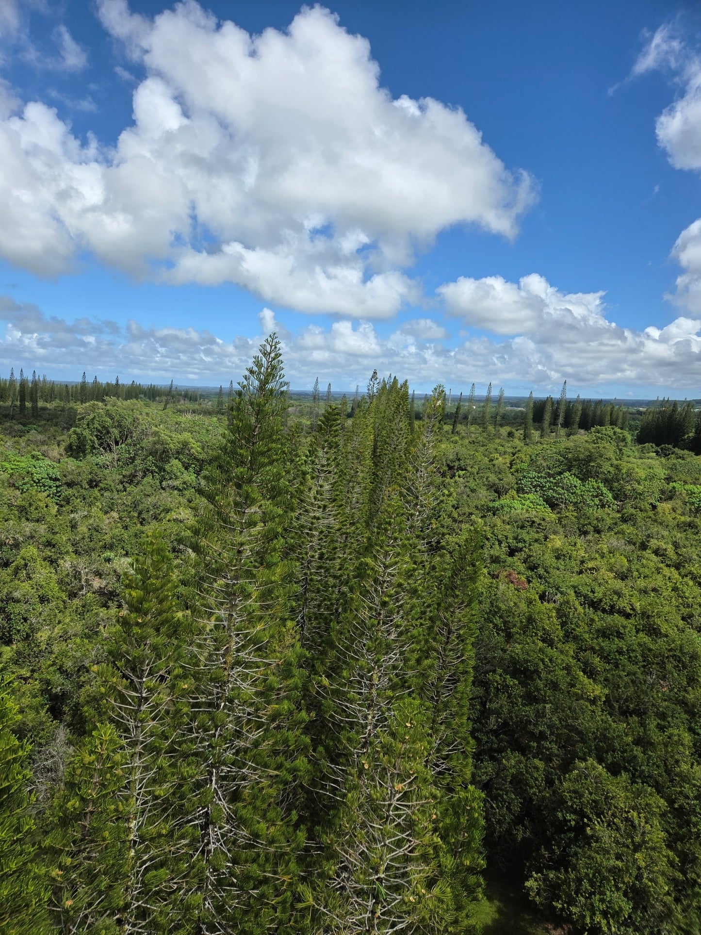 Araucaria excelsa (Norfolk Island Pine) - Seeds per lb