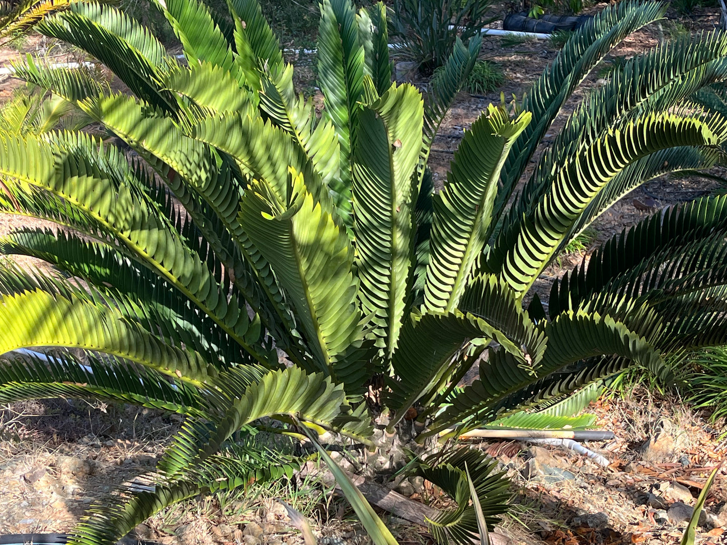 Encephalartos longifolius (Suurberg Cycad,Thunberg’s Cycad) - 10 Seeds (2026 Harvest)