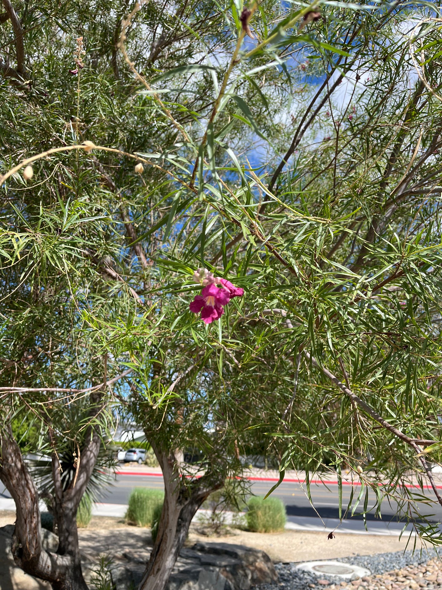 Chilopsis linearis (Desert Willow) - 1000 Seeds - Bulk