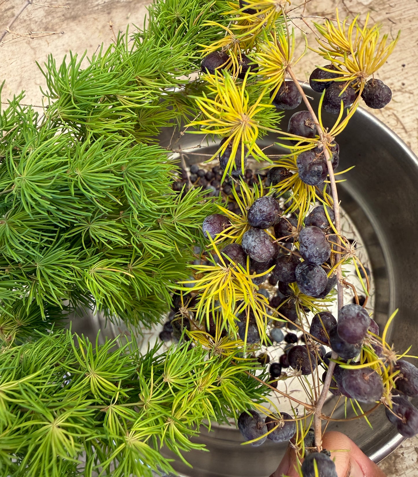 Asparagus retrofractus (Ming Fern) - 1,000 Seeds - Bulk