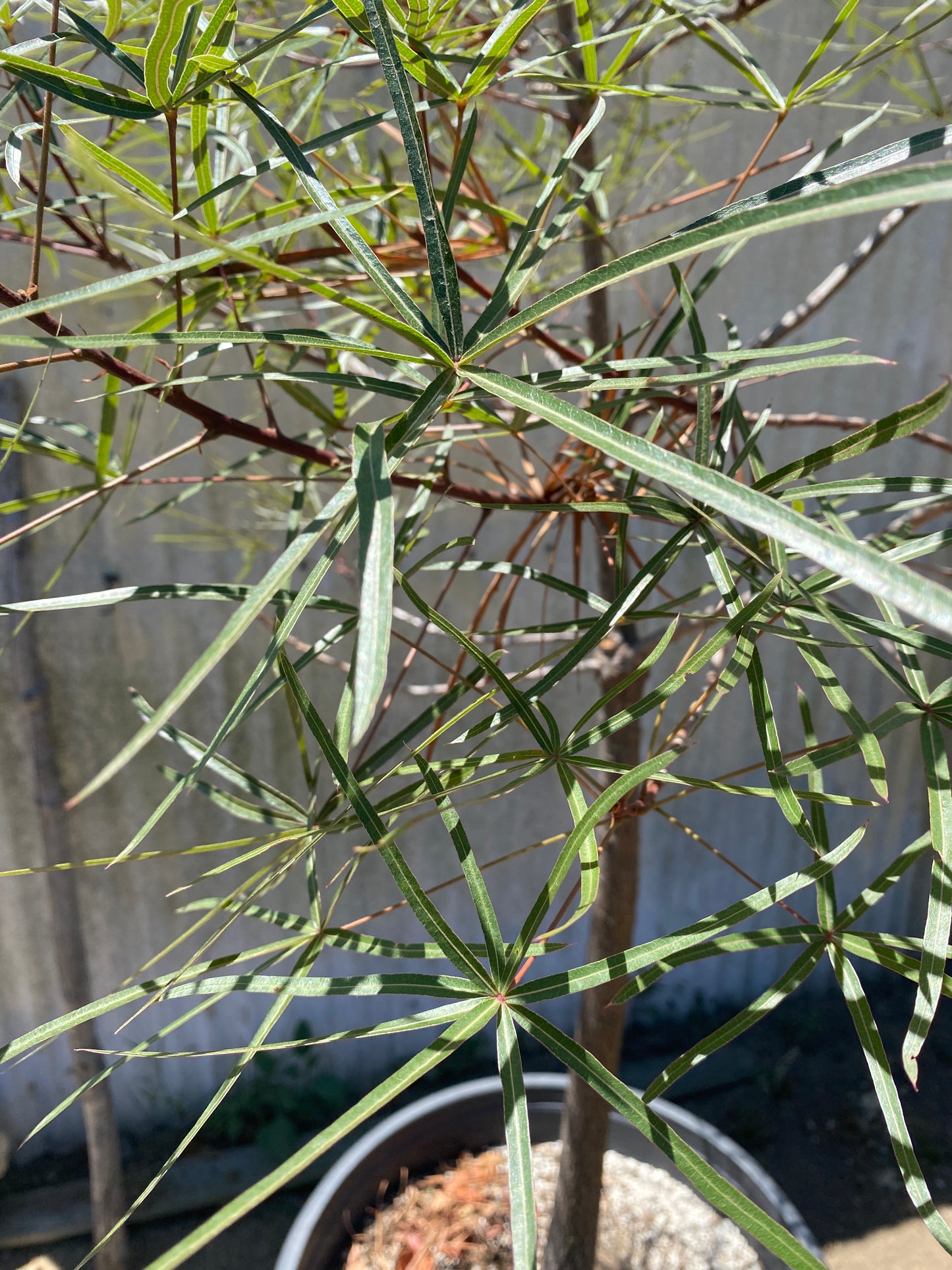 Brachychiton rupestris (Queensland Bottle Tree) Seeds