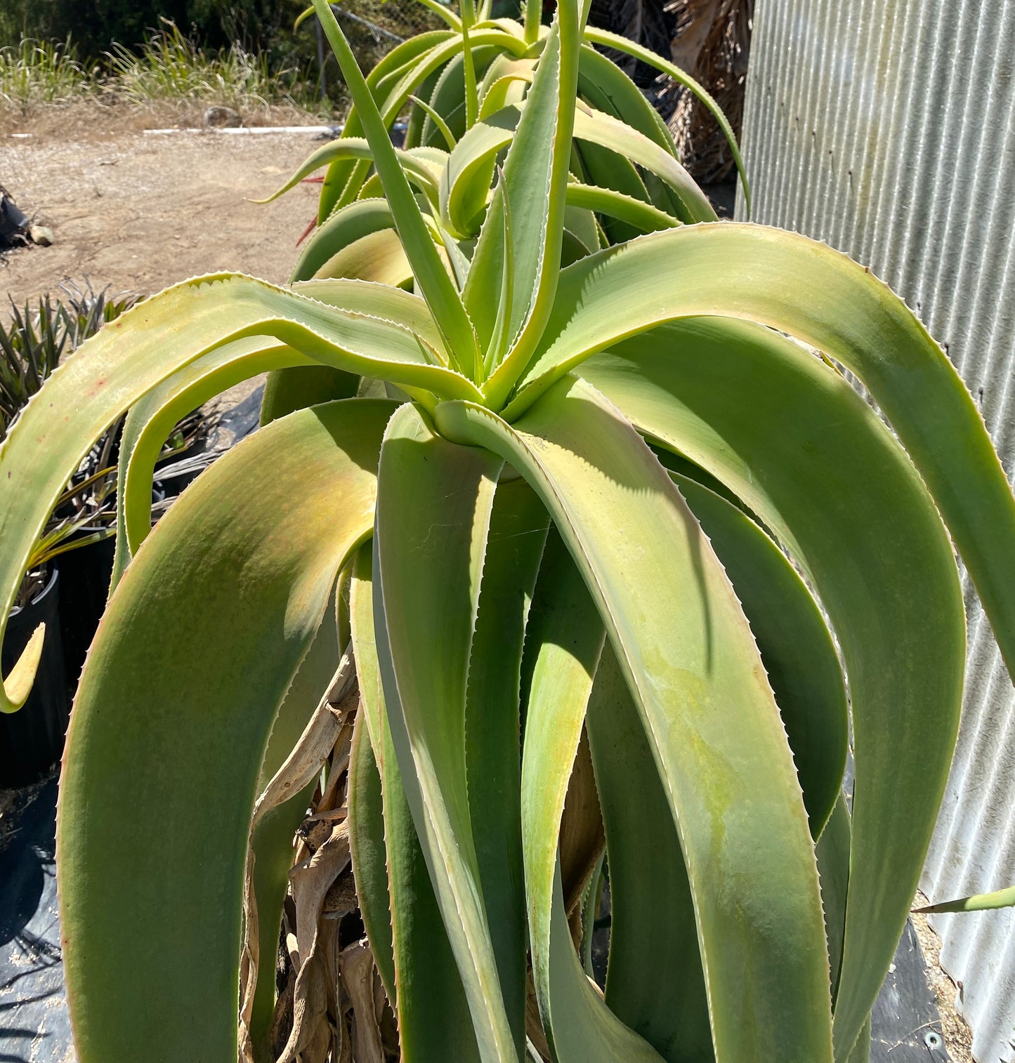 Aloe sabaea (Yemen Tree Aloe) - 25 Seeds