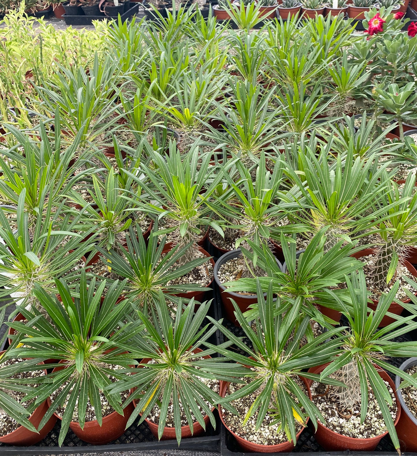 Pachypodium ramosum Seeds (Madagascar Palm) – Exotic Succulent Seeds – Grown in Elfin Forest, California (Copy)