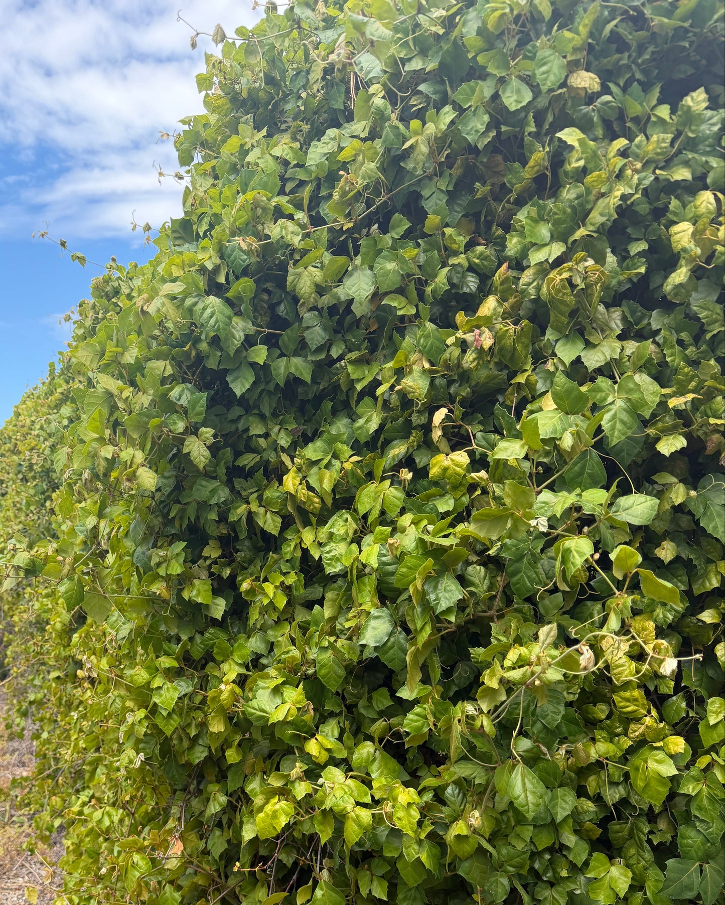 Cissus rhombifolia (Grape Ivy) - 1,000 Seeds - Bulk