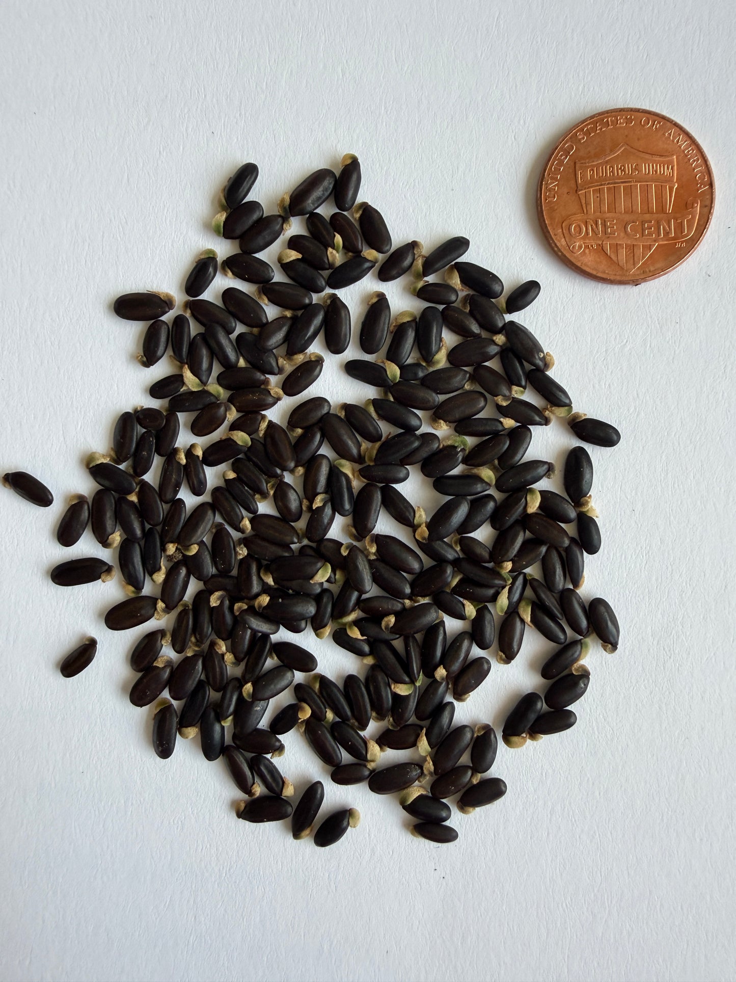 Acacia baileyana (Golden Wattle) - 1,000 Seeds - Bulk