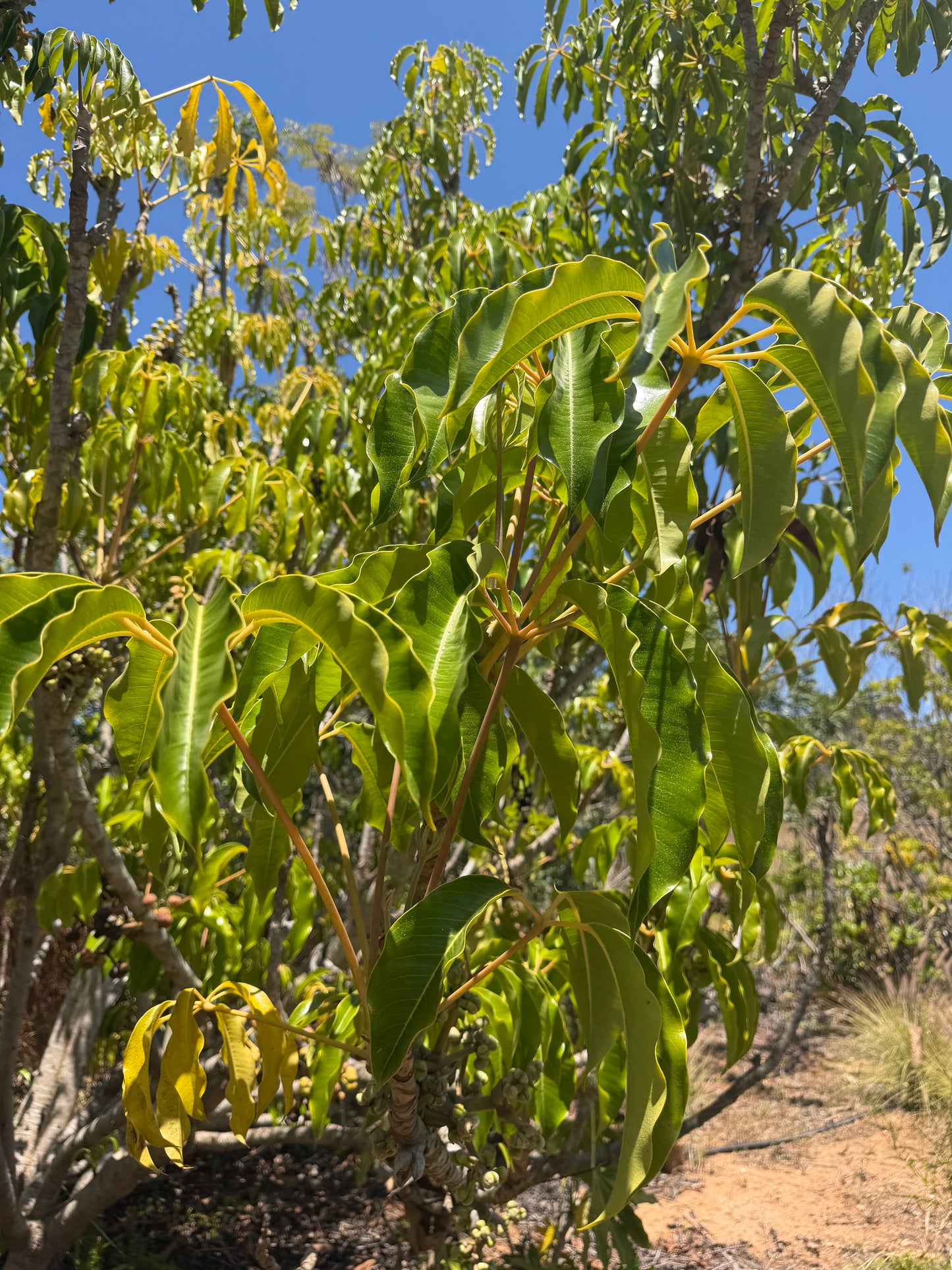 Schefflera arboricola (Dwarf Umbrella Tree) - 1,000 Seeds - Bulk