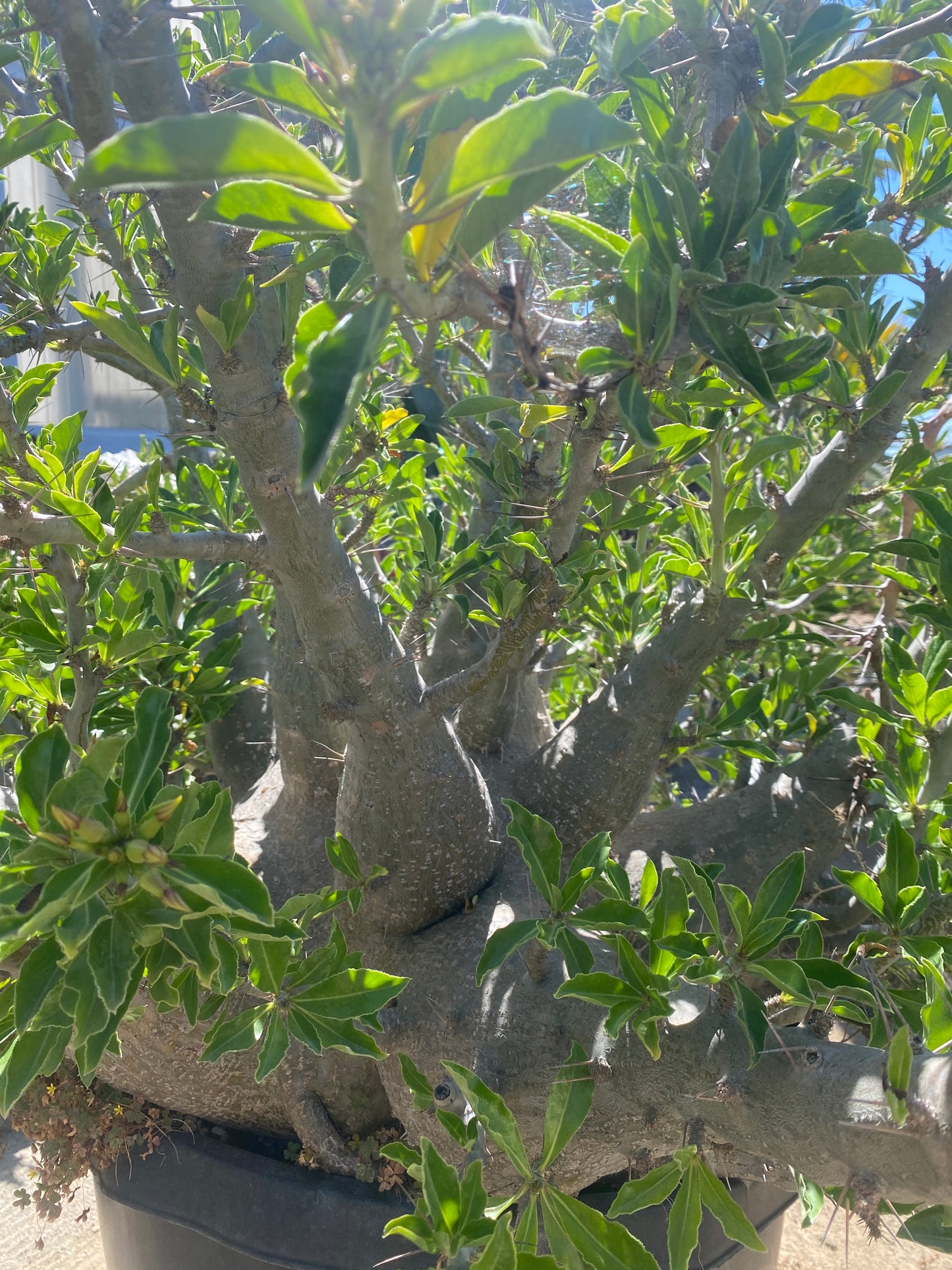 Pachypodium lealii subsp. saundersii (Kudu Lily) - 50 Seeds
