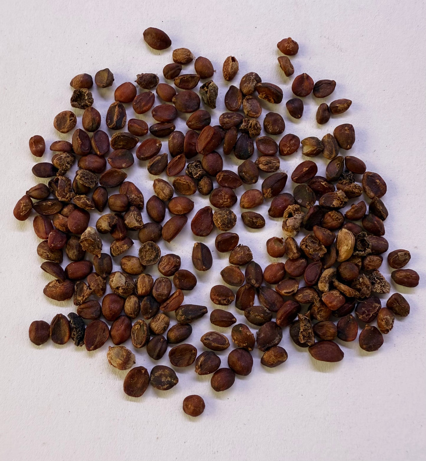 Heteromeles arbutifolia (Toyon / California Holly) - 1,000 Seeds - Bulk