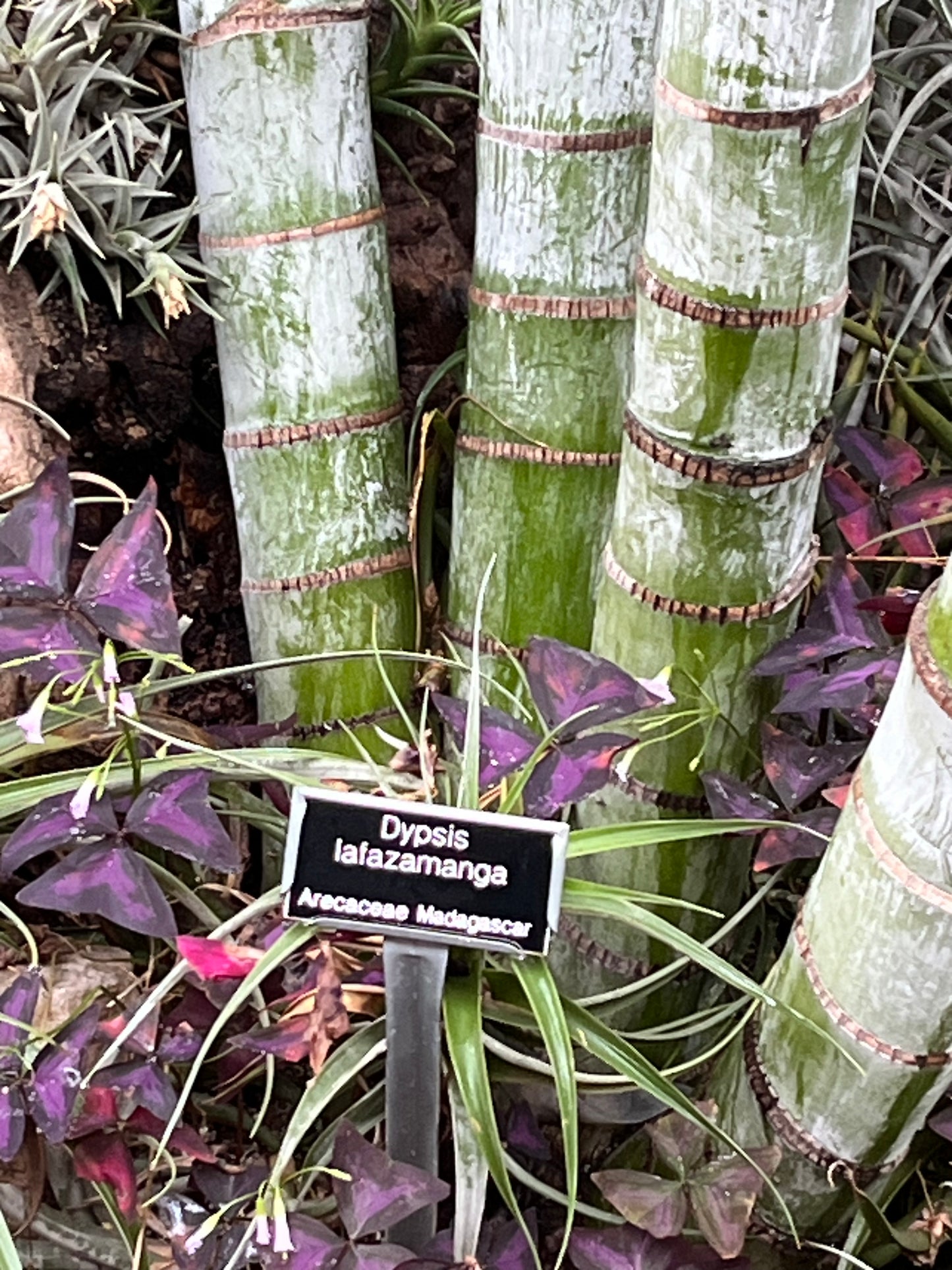 Dypsis lafazamanga (Lafazamanga Palm) - 100 Seeds