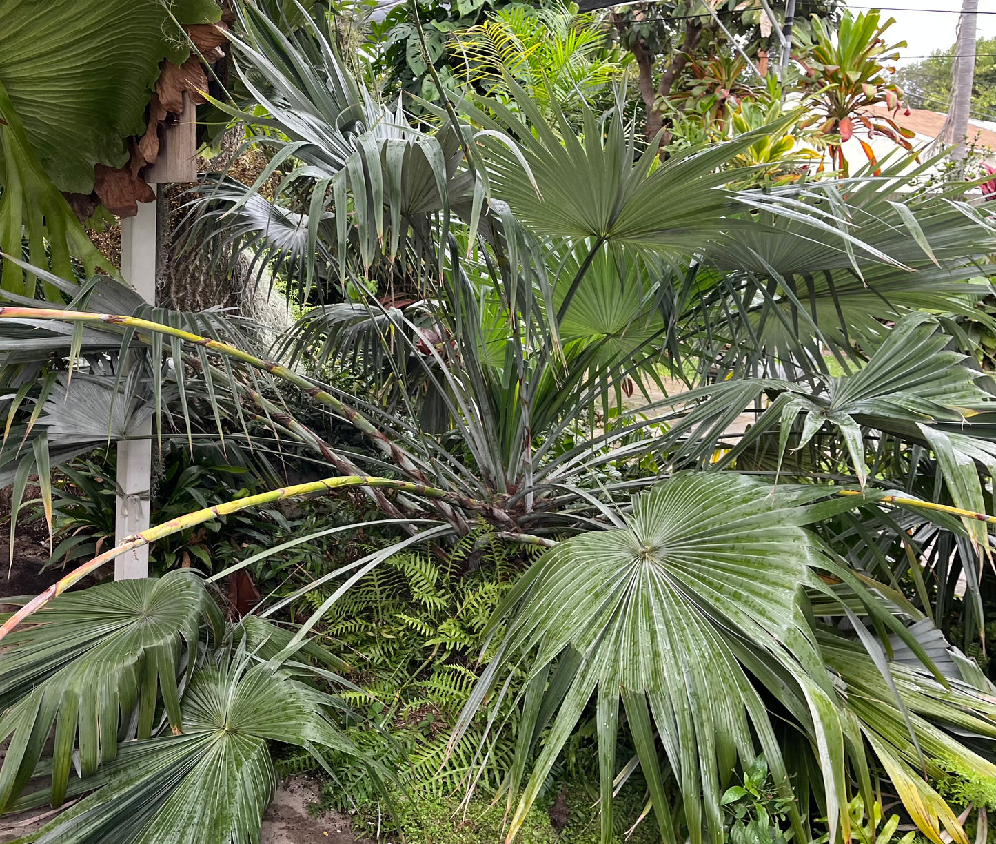 Brahea moorei (Moore’s Palm) Seeds - Bulk