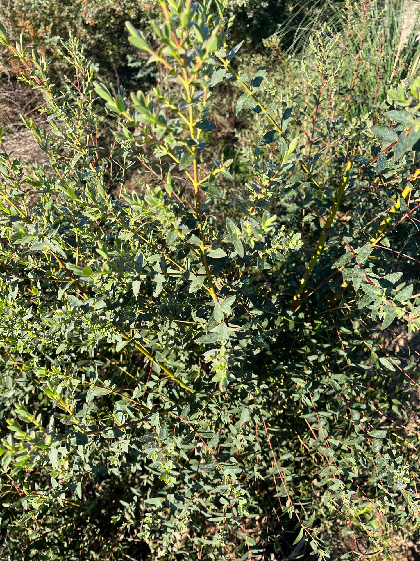 Eucalyptus parvifolia (Small-Leaf Gum) - 1,000 Seeds - Bulk
