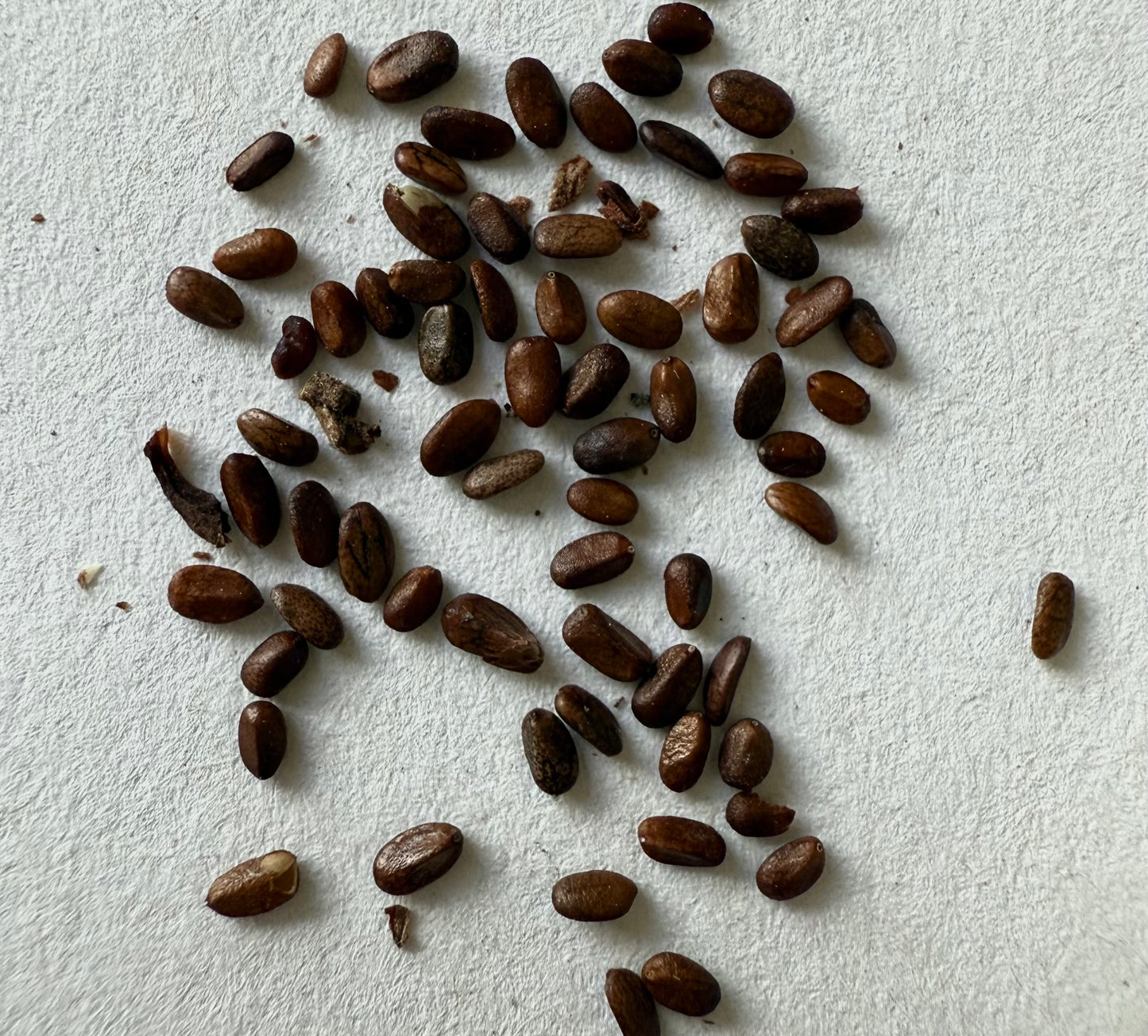 Salvia munzii (Munz’s Sage) - 1,000 Seeds - Bulk