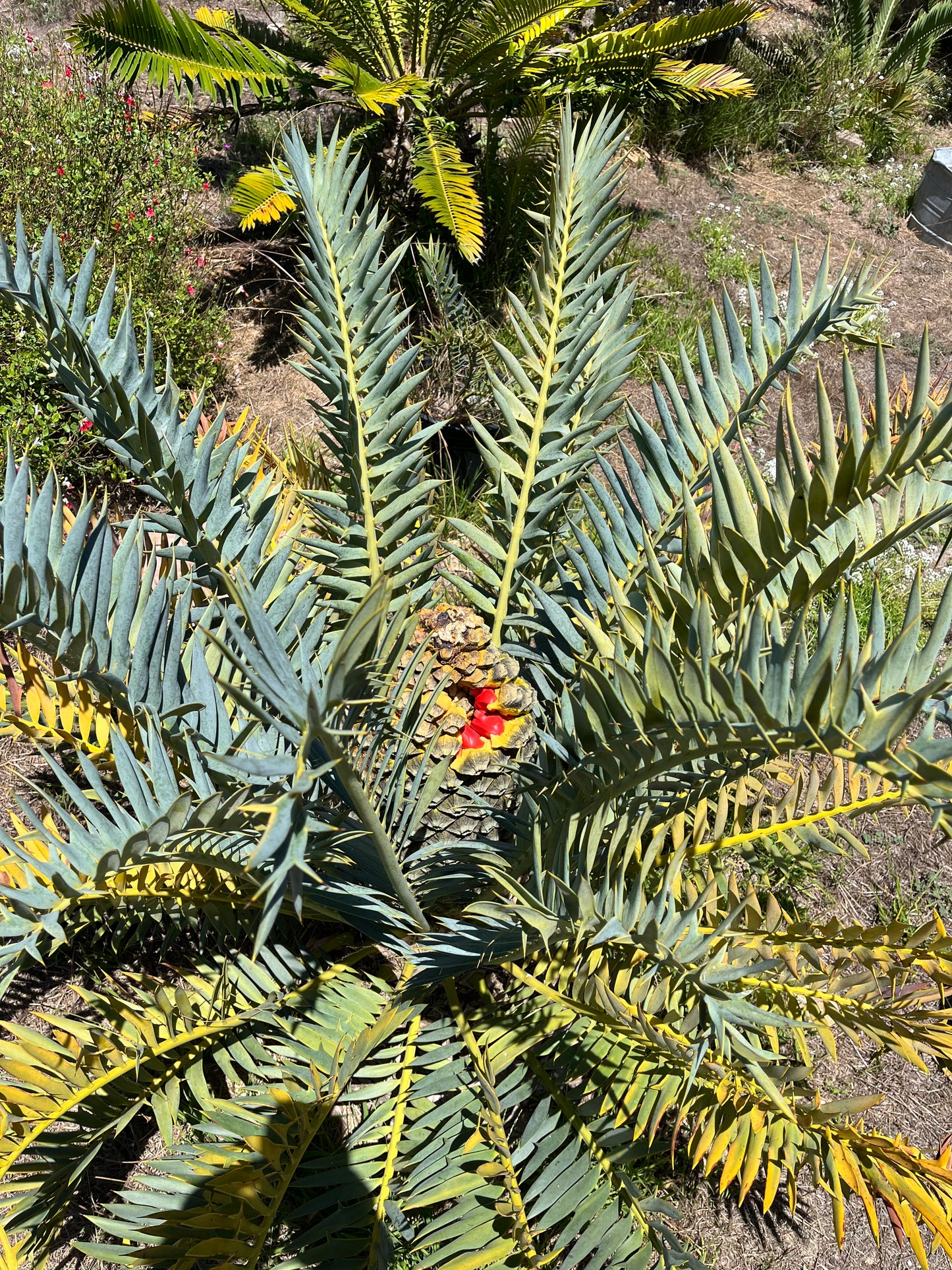 Encephalartos horridus (Eastern Cape Blue Cycad) - 10 Seeds - 2026 Harvest