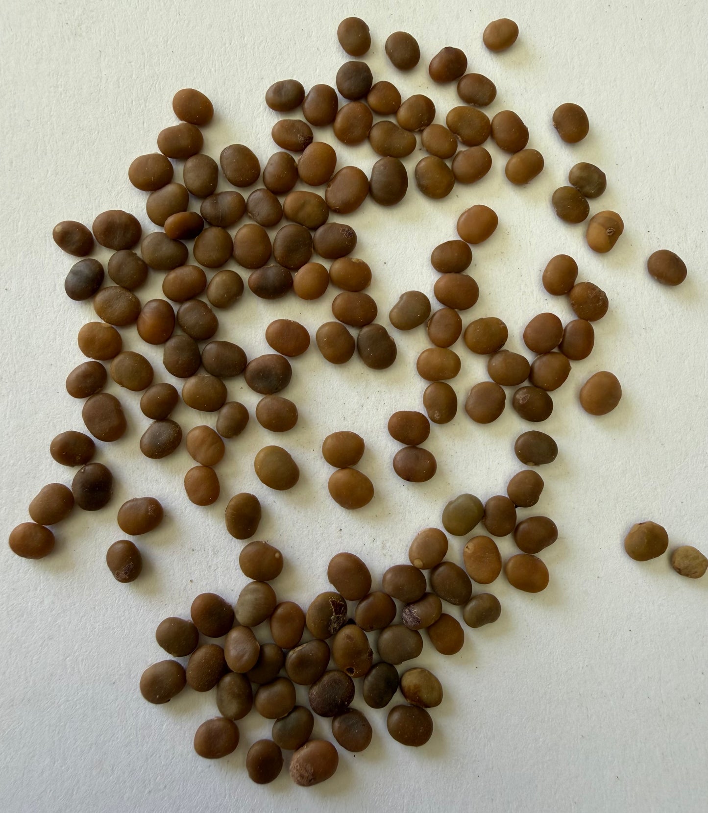 Rhus ovata (Sugar Bush) - 1,000 Seeds - Bulk