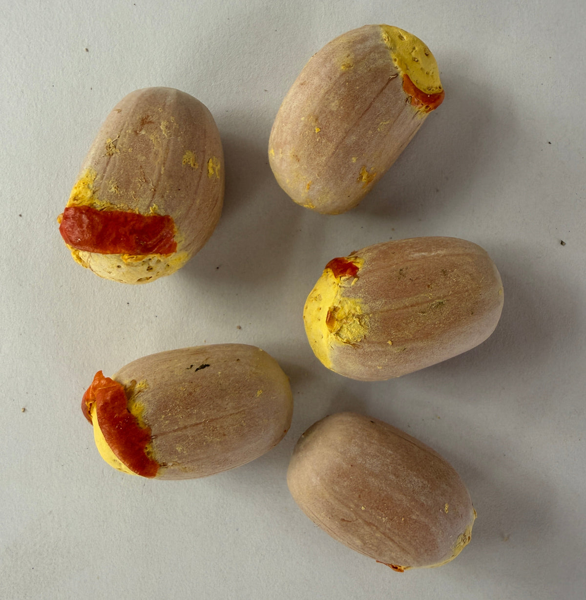 Encephalartos latifrons (Albany Cycad) – 5 Seeds – 2026 Harvest