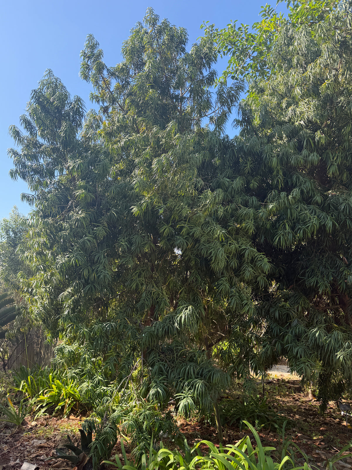 Podocarpus henkelii (Henkel’s Yellowwood) - 1000 Seeds - Bulk