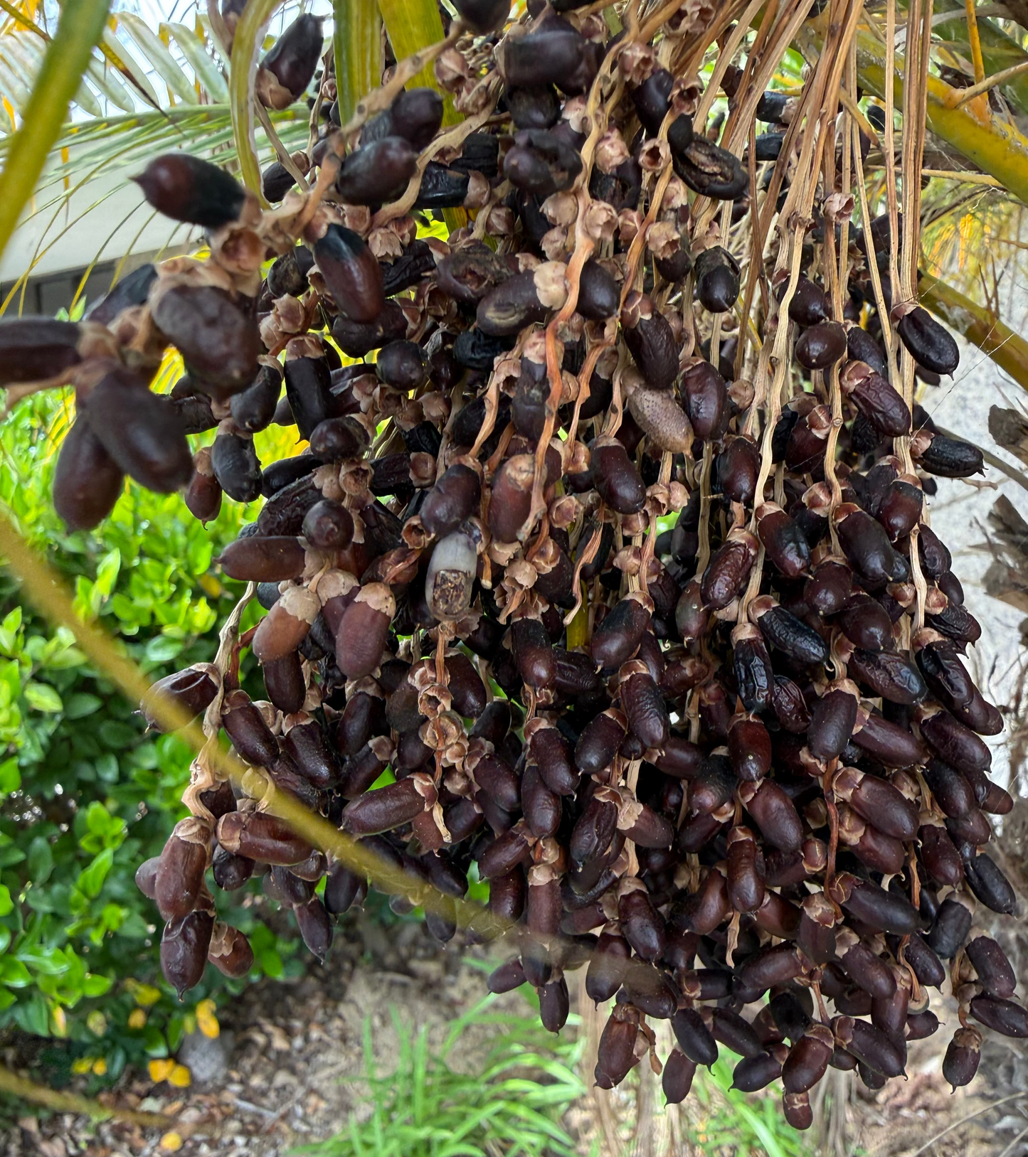 Phoenix robellini (Pygmy Date Palm) - 1000 Seeds - Bulk