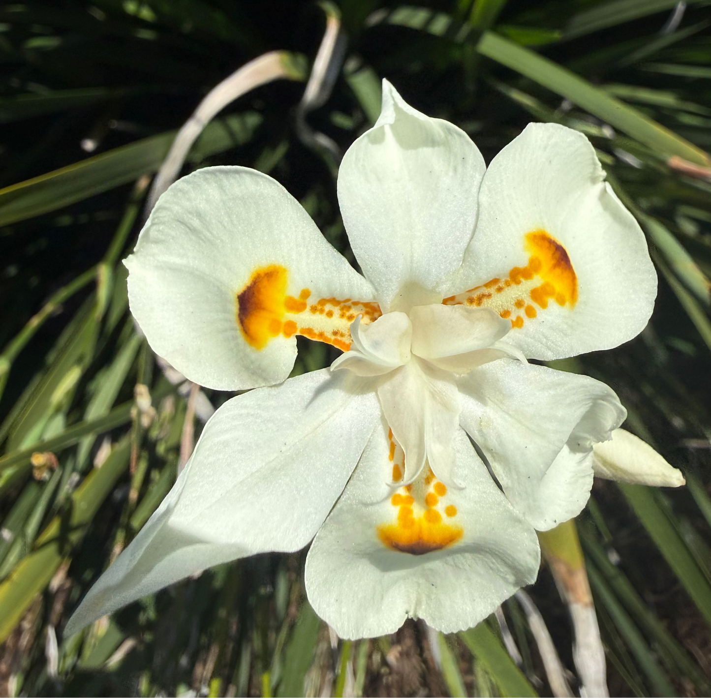 Dietes iridioides ‘Orange Drop’ (Orange Drop Fortnight Lily) - 1,000 Seeds