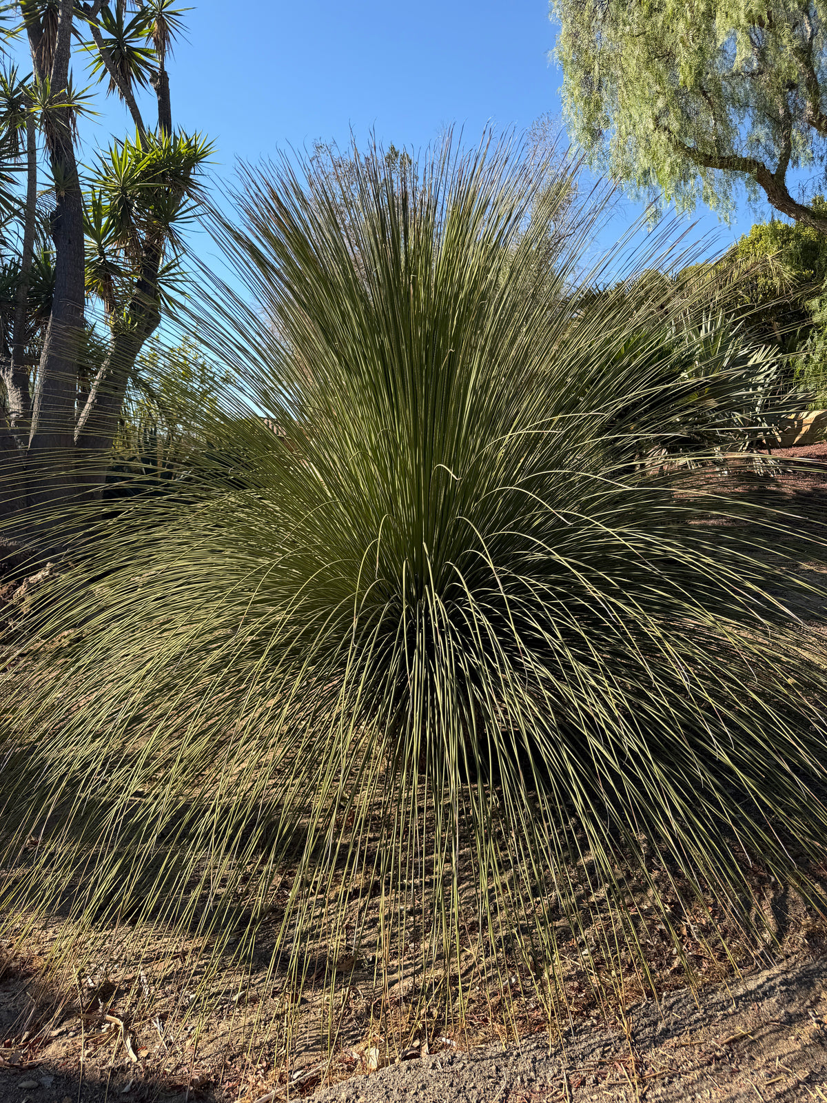 Dasylirion longissimum (Mexican Grass Tree) - 1,000 Seeds - Bulk