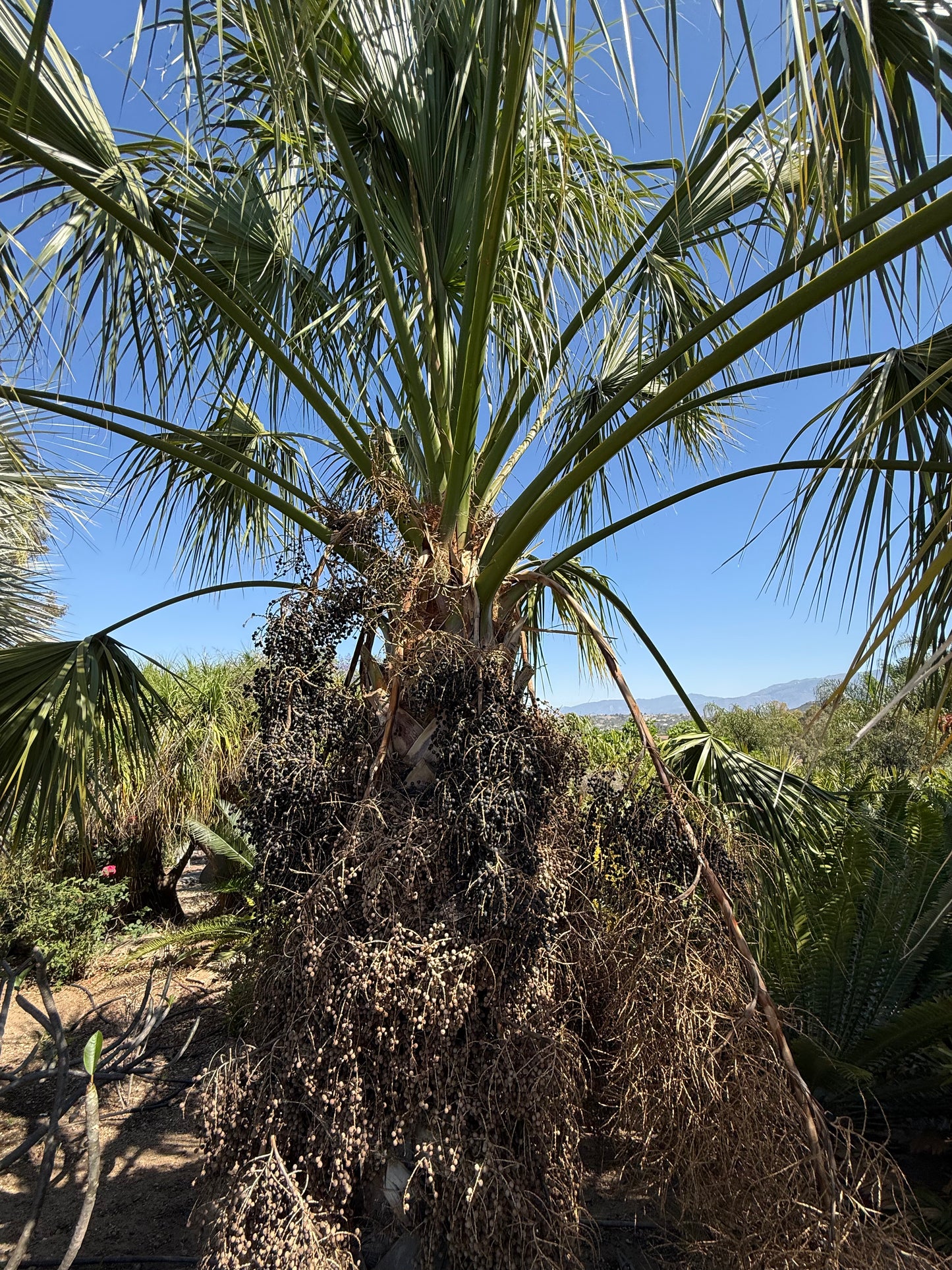Sabal domingensis (Dominican Palmetto) - 1000 Seeds - Bulk