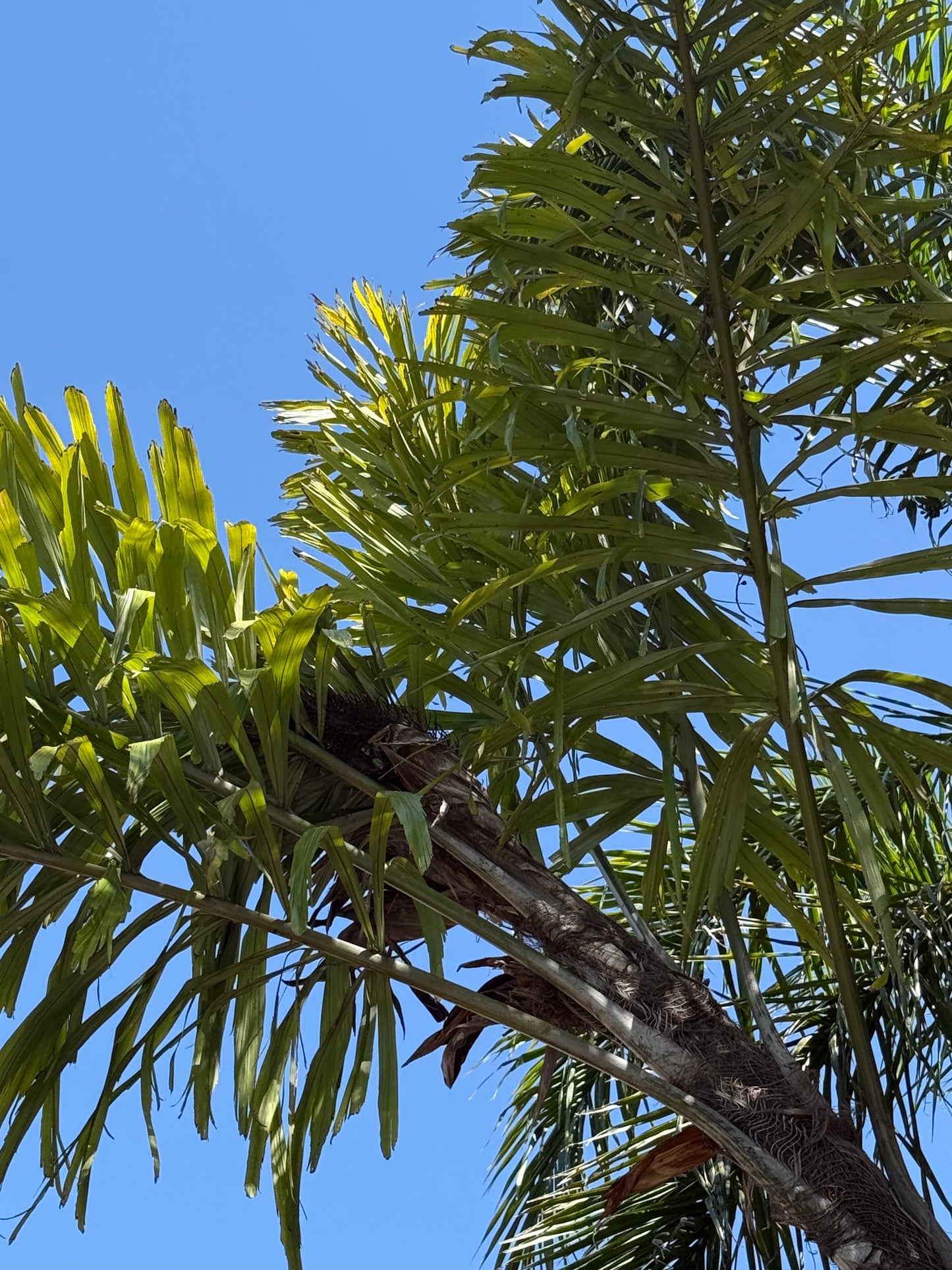 Wallichia disticha (Tashe Palm, Distichous Fishtail Palm) - 100 Seeds - Bulk