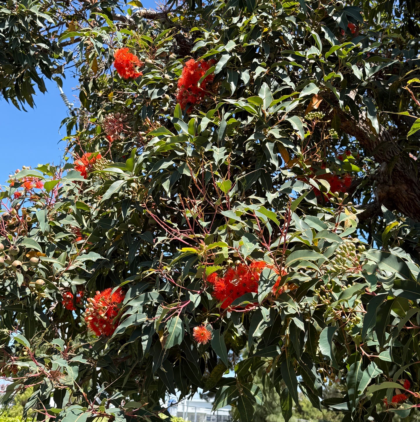 Eucalyptus Corymbia ficifolia (Red Flowering Gum) - 1000 Seeds - Bulk